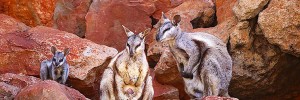 Wallaby family, Yardie Creek